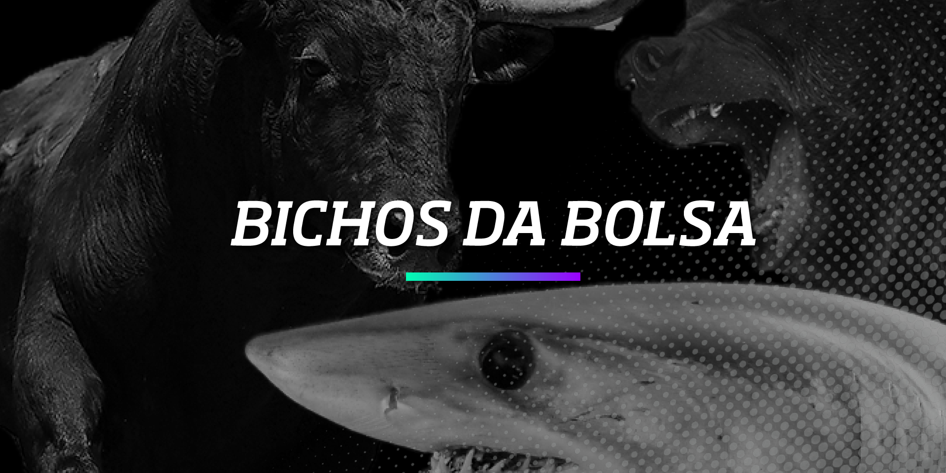 Bichos da Bolsa de Valores - Os Melhores Investimentos