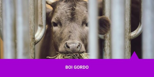 Os Melhores Investimentos – Boi Gordo Os Melhores Investimentos - Boi Gordo