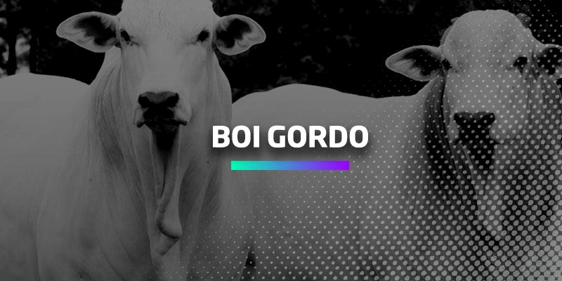 Os Melhores Investimentos - Boi Gordo
