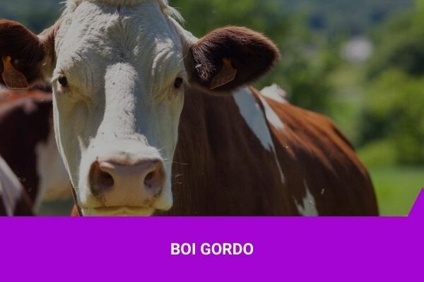 Investir em Boi Gordo - Os Melhores Investimentos