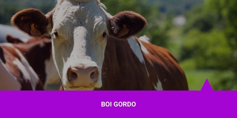 Investir em Boi Gordo - Os Melhores Investimentos