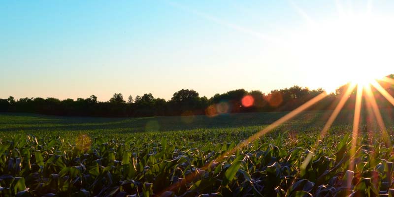 Os Melhores Investimentos - SLC Agrícola